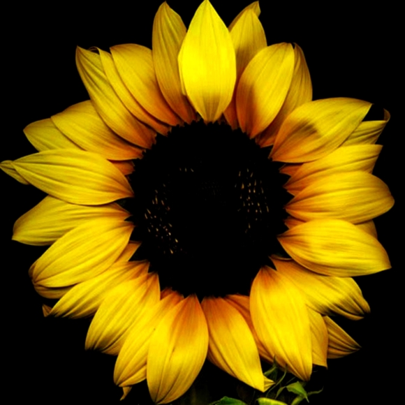 Meet your Posher, Cindy - Picture 1 of 1